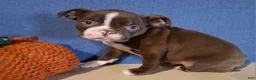 Boston Terrier dogs for sale: Ian - Ad 3