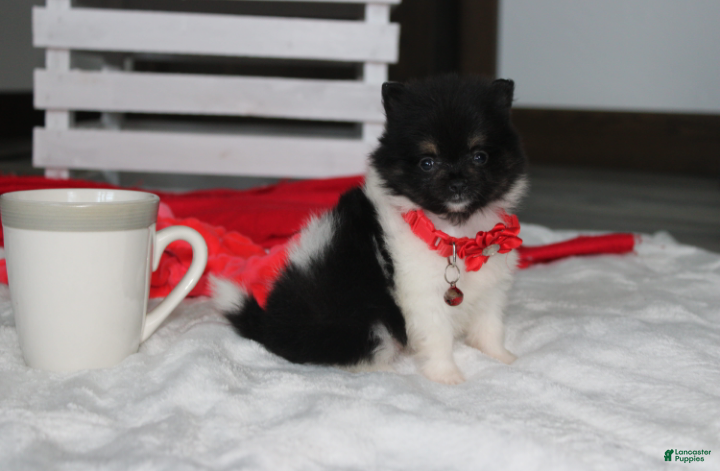 Pomeranian dogs Ziggy - Ad 1