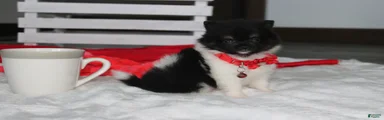 Ziggy