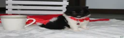 Pomeranian dogs for sale: Ziggy - Ad 1