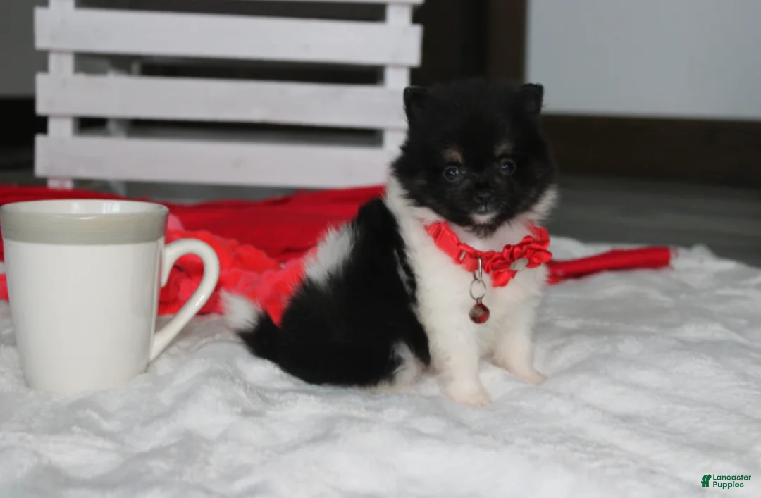 Pomeranian dogs for sale: Ziggy - Ad 1