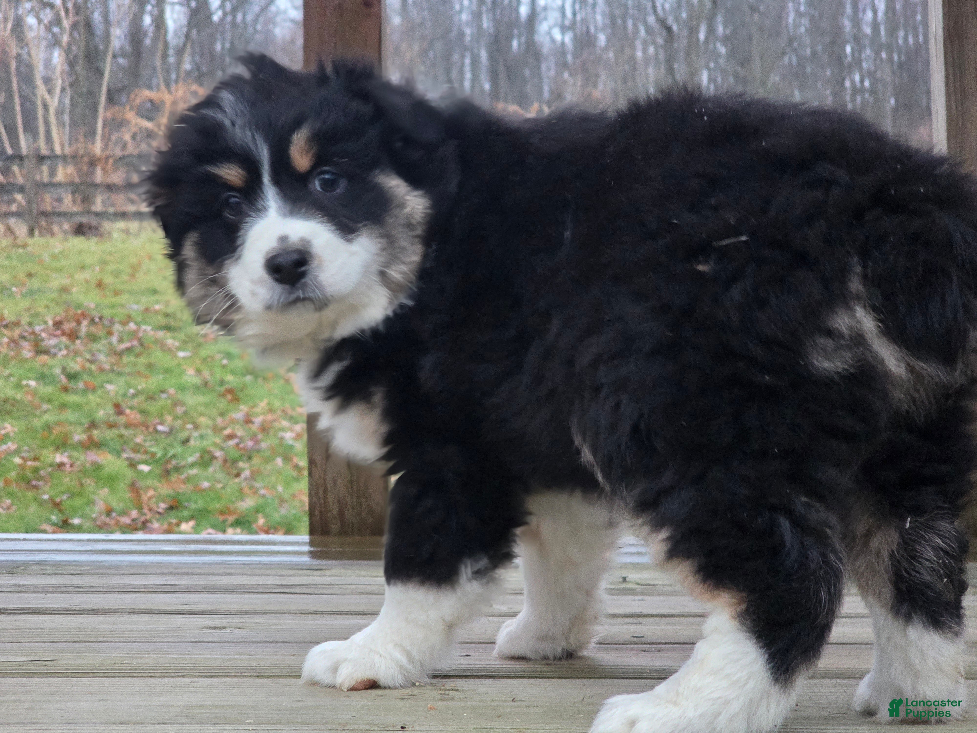 Australian Shepherd dogs for sale: Bella - Ad 2