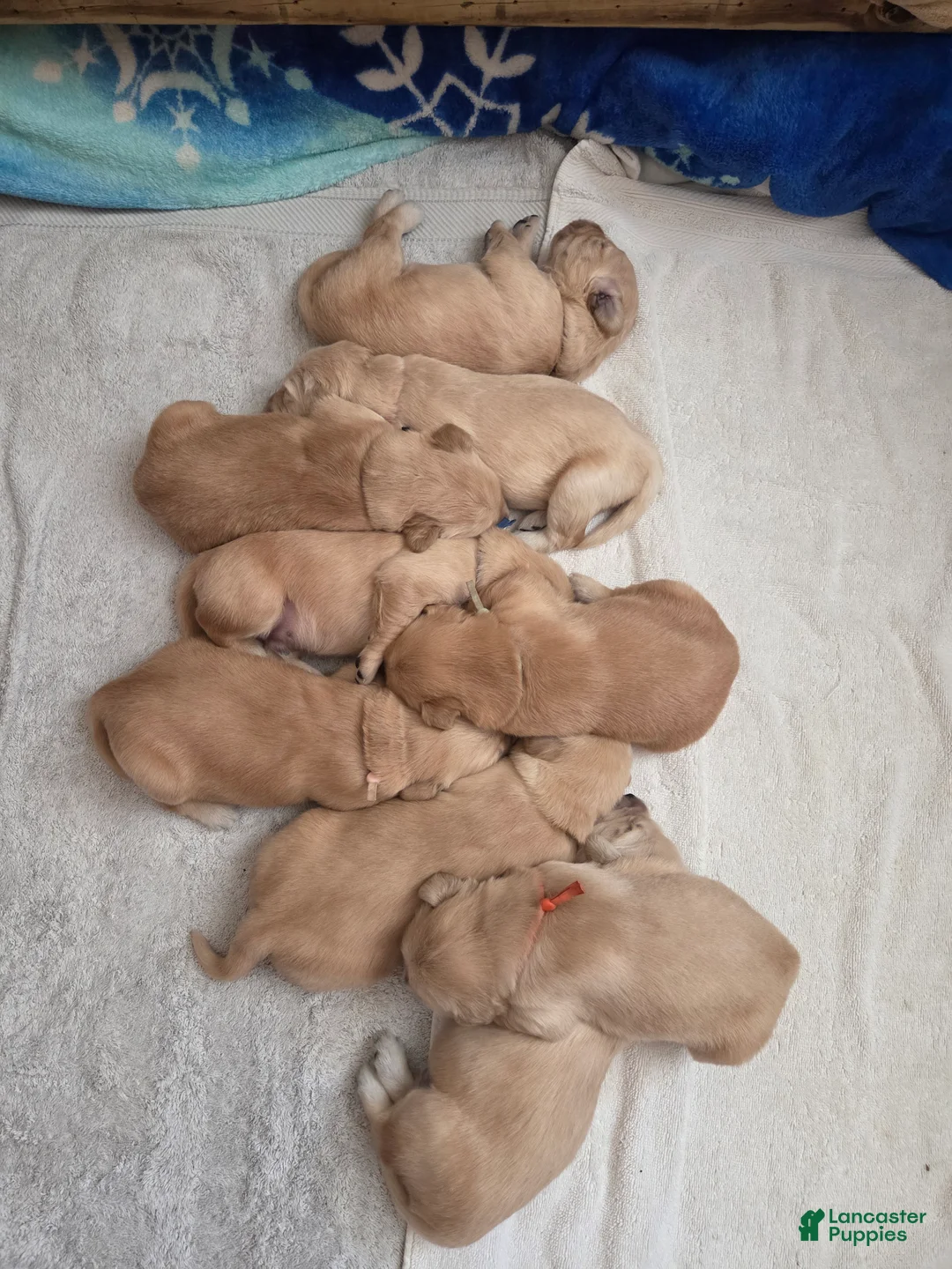 Golden Retriever dogs for sale: Golden Retriever Puppy  Ms. Orange Lady - Ad 1