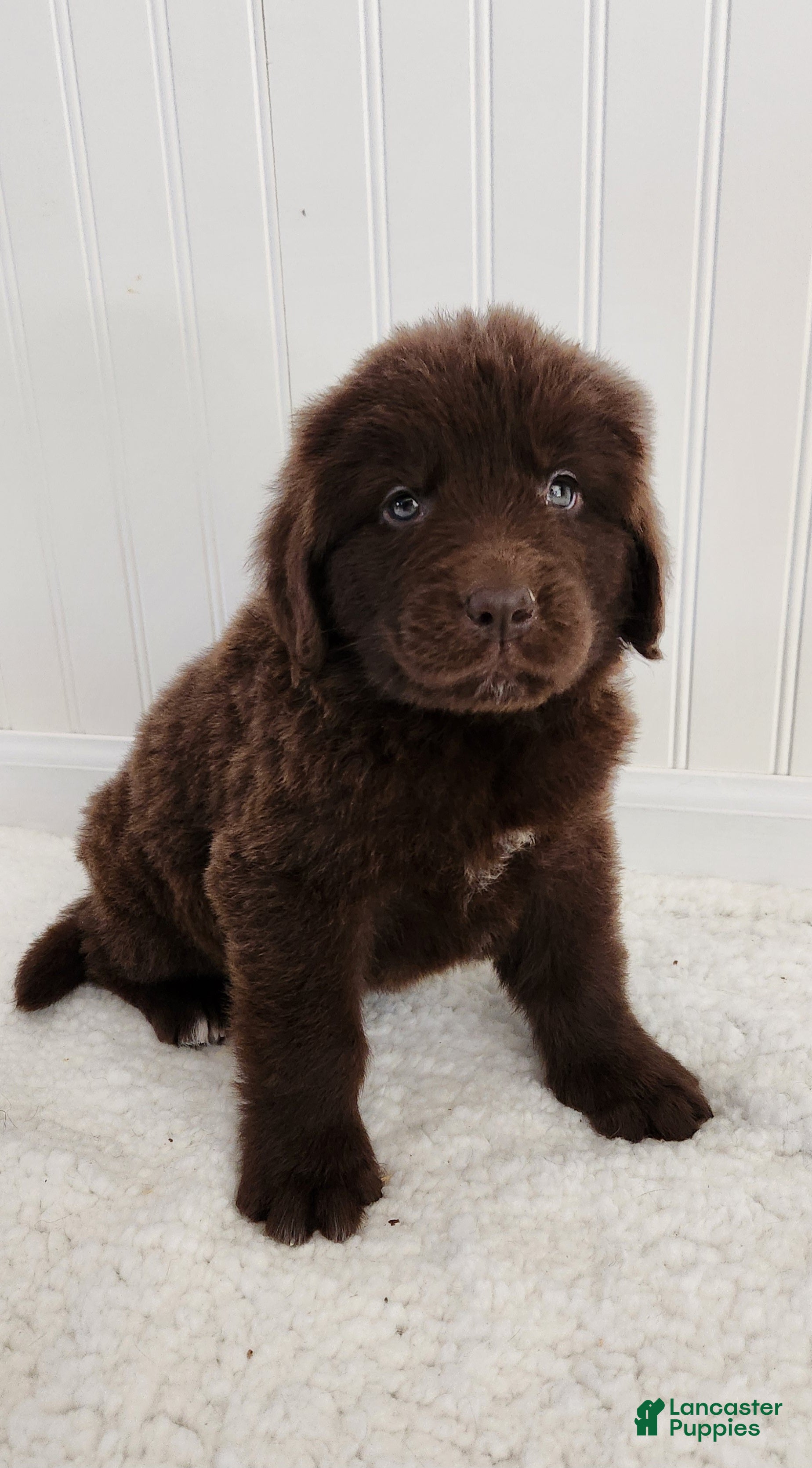 Newfoundland dogs for sale: Emily - Ad 1