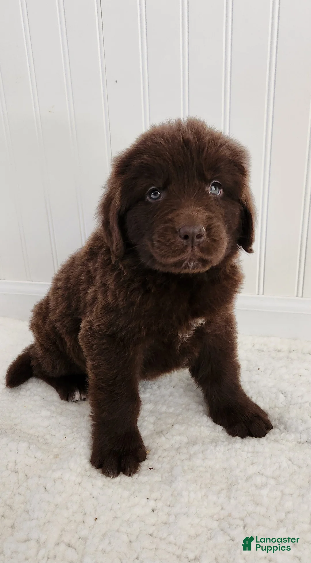 Newfoundland dogs for sale: Emily - Ad 1