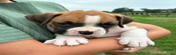 Boxer dogs for sale: Connie - Ad 4