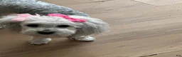 Mixed Breed dogs for sale: Mixed Breed 1 - Ad 4