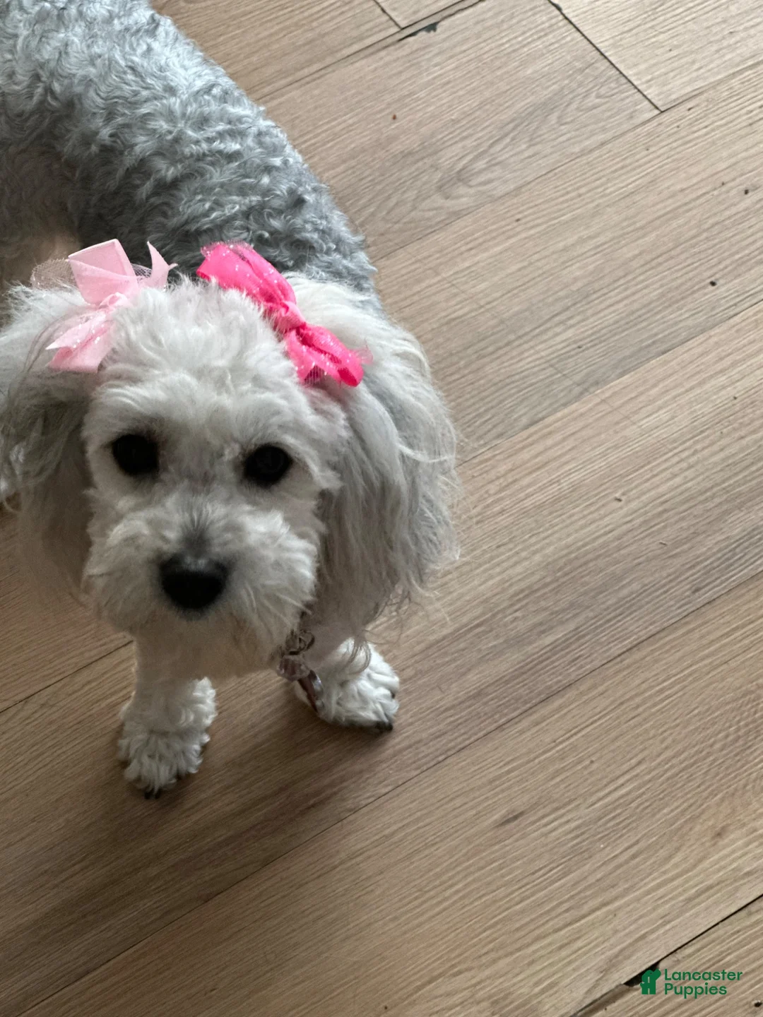Mixed Breed dogs for sale: Mixed Breed 1 - Ad 4
