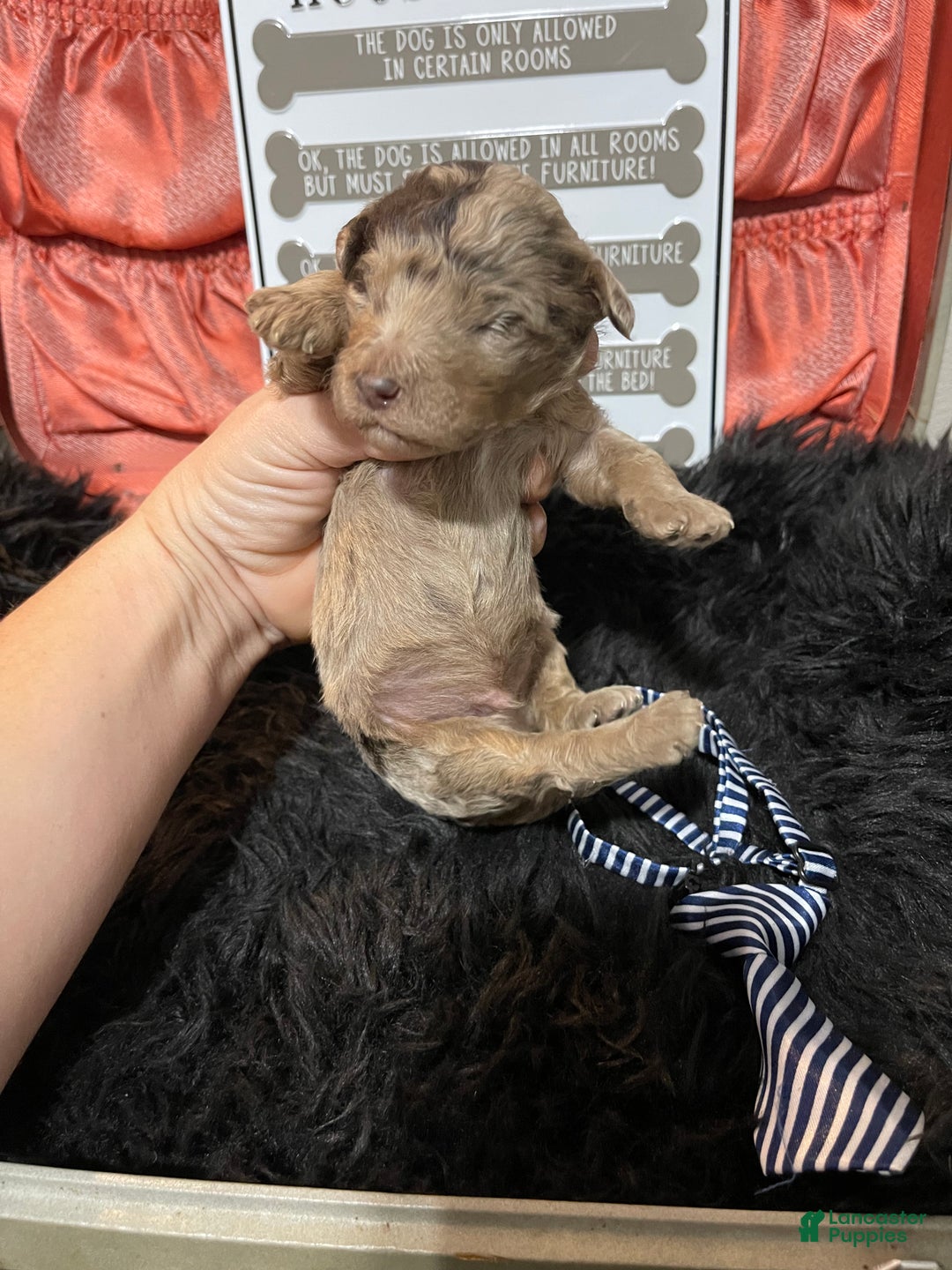 Miniature Poodle dogs for sale: Akc Chocolate Merle Phantom boy 2 - Ad 37