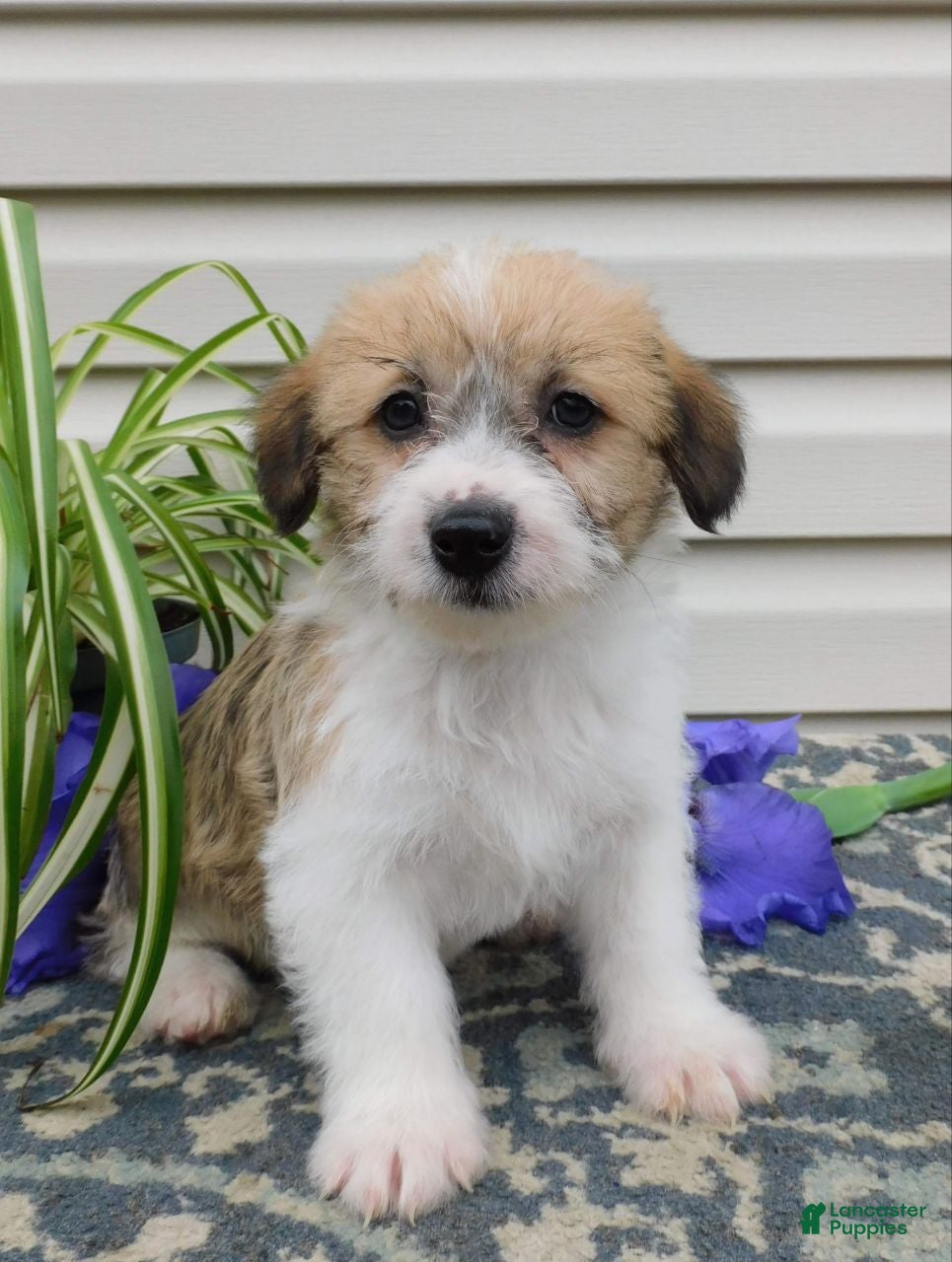 Corgipoo dogs Lacey  - Ad 1