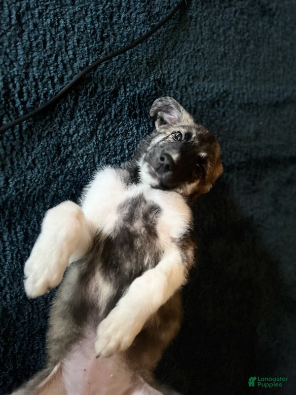 Mixed Breed dogs Escape-E - Ad 8