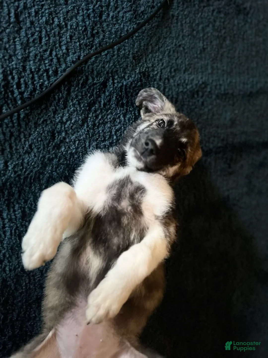 Mixed Breed dogs for sale: Escape-E - Ad 1