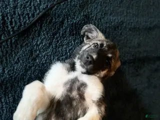 Mixed Breed dogs Escape-E - Ad 8