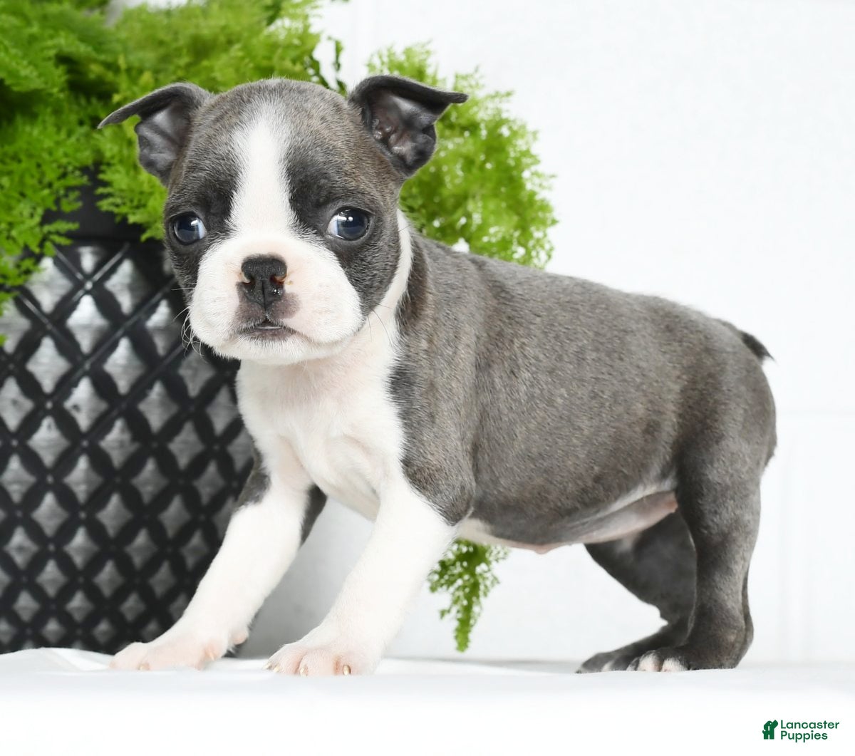 Mini Boston Terrier Puppies for sale Lancaster Puppies