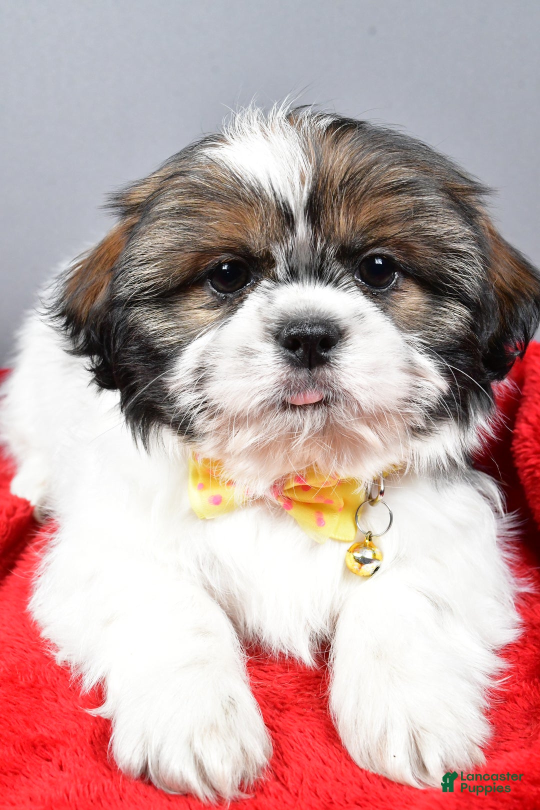 Bo for sale in Millersburg Lancaster Puppies