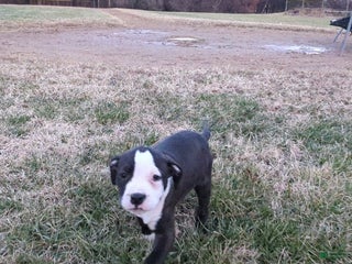 American Bully dogs Sage - Ad 11