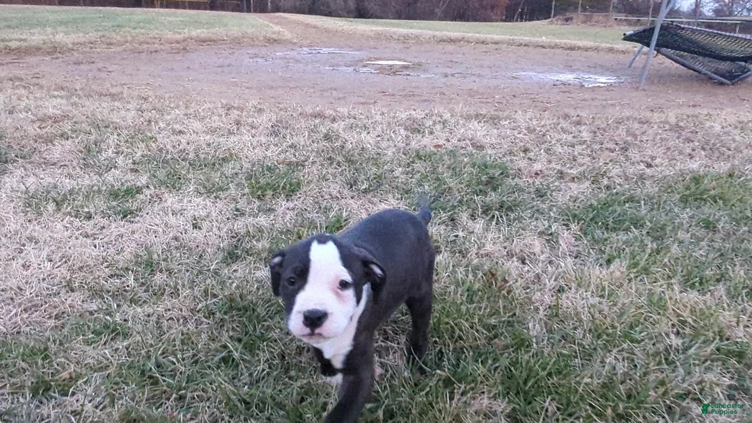 American Bully dogs for sale: Sage - Ad 16
