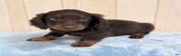 Miniature Dachshund dogs for sale: Lincoln - Ad 1