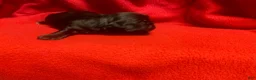 Shih Tzu dogs for sale: Baby Boy  - Ad 3