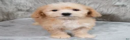Mini Goldendoodle dogs for sale: Archie ID: 3858 - Ad 10