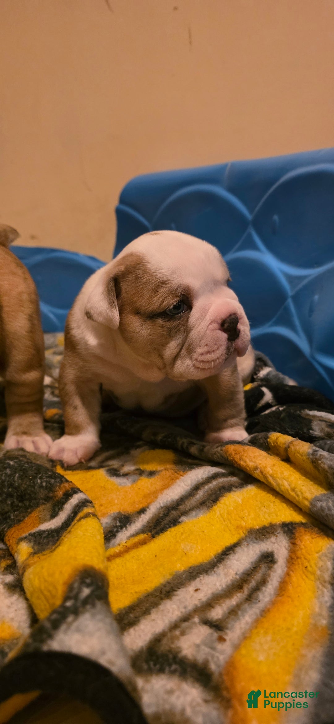 Mixed Breed dogs for sale: OLDE ENGLISH BULLDOG  - Ad 4