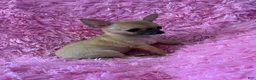 Chihuahua dogs for sale: Teacup Chihuahua 1 - Ad 3