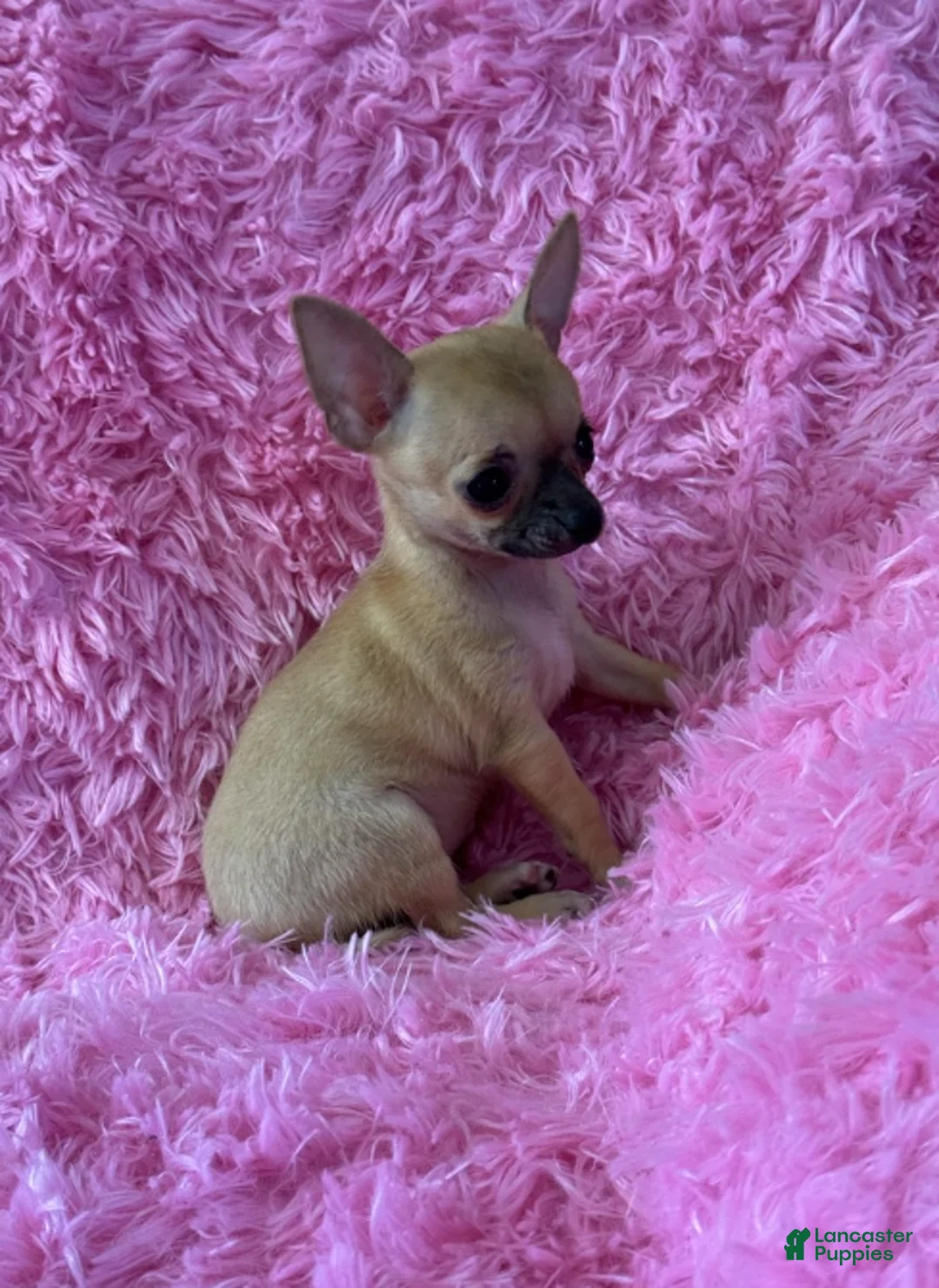 Chihuahua dogs for sale: Teacup Chihuahua 1 - Ad 3