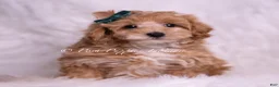 Maltipoo dogs for sale: Butterscotch - Ad 3