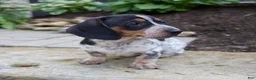 Miniature Dachshund dogs for sale: Glory - Ad 4