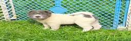 Shar Pei dogs for sale: Tabitha blue flower bear coat mini  - Ad 12