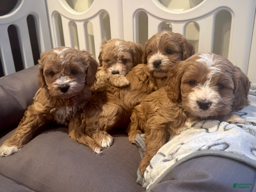 Cavapoo dogs for sale: Cavapoo Puppy 3 - Ad 5