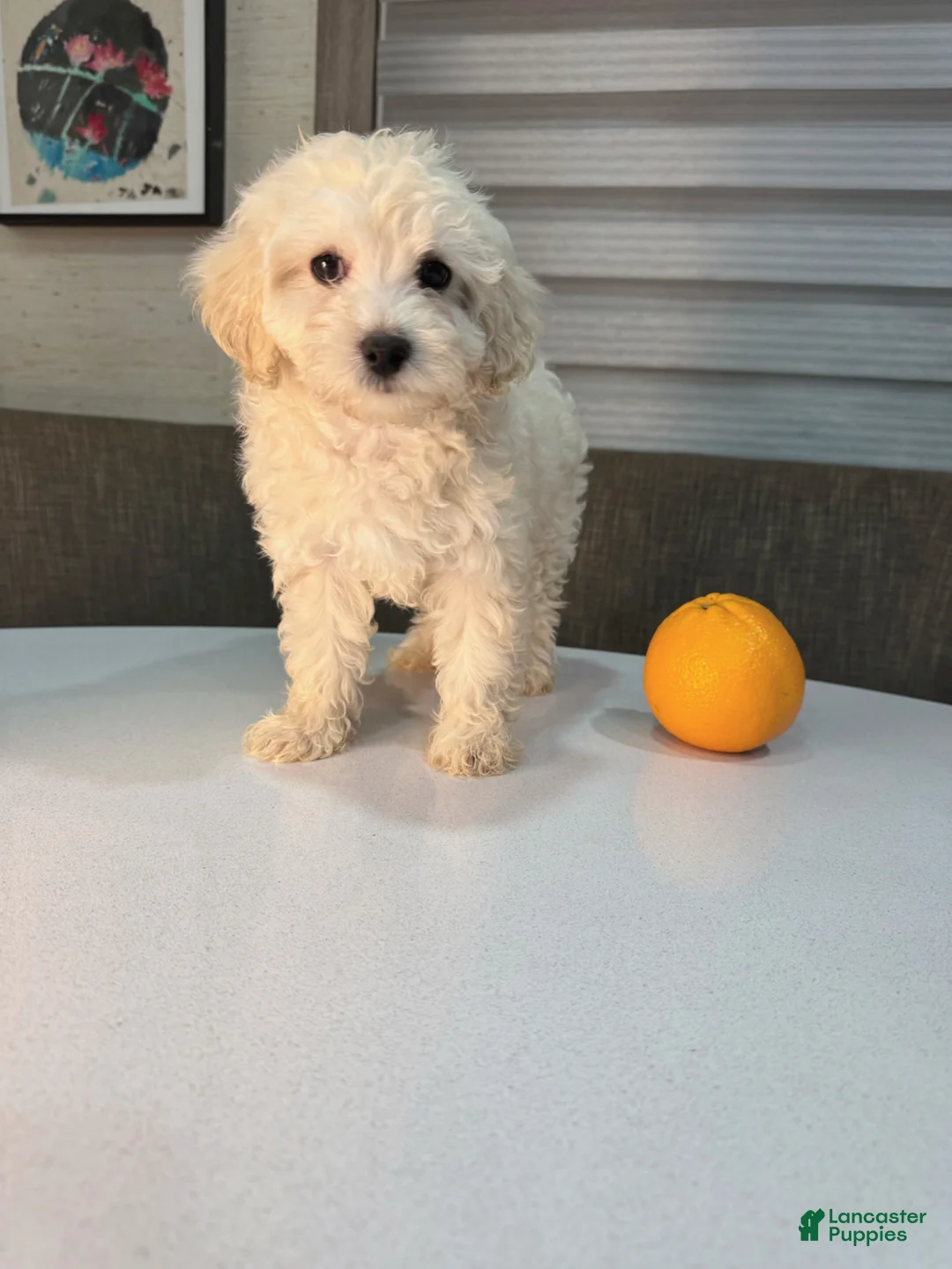 Maltipoo dogs for sale: Milo - Ad 4