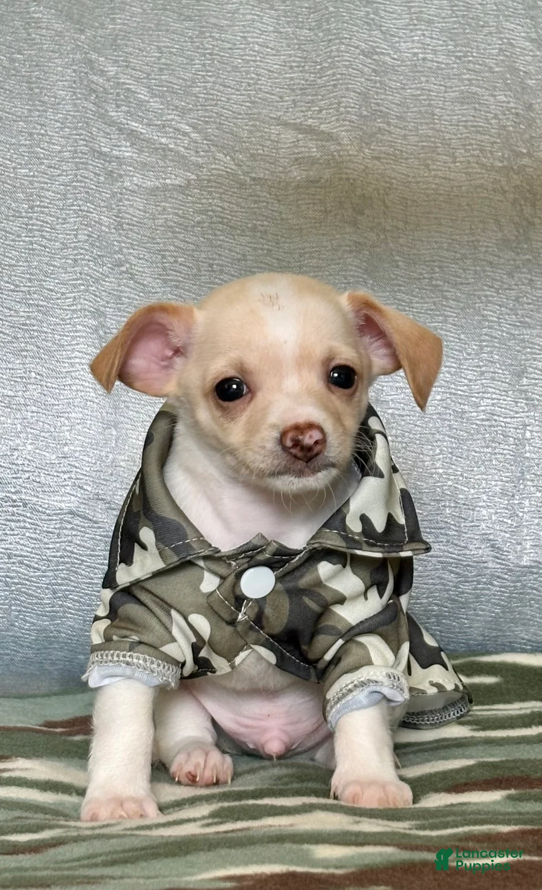 Chiweenie dogs for sale: Chiweenie 1 - Ad 2