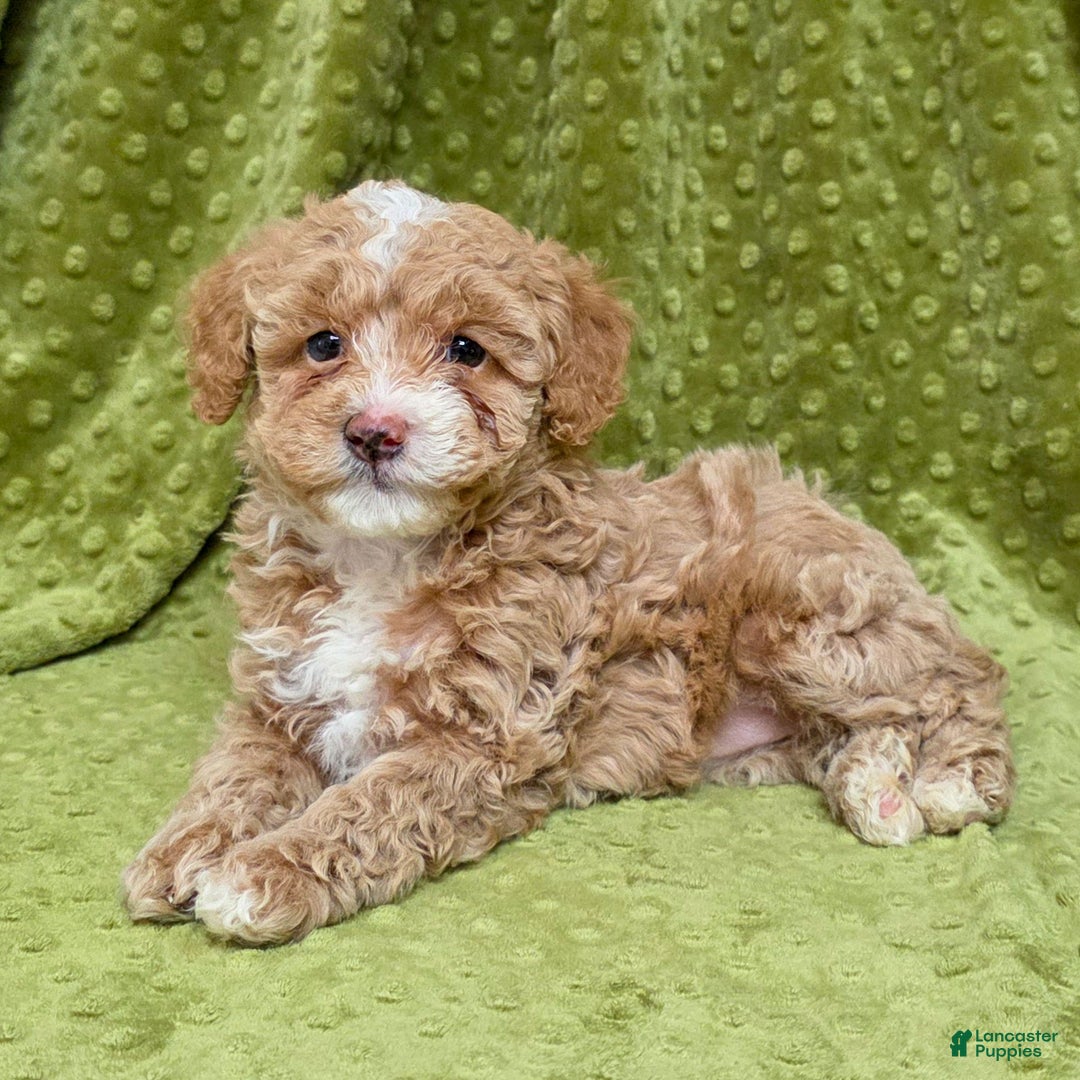 Standard Poodle dogs for sale: Cactus - Ad 2