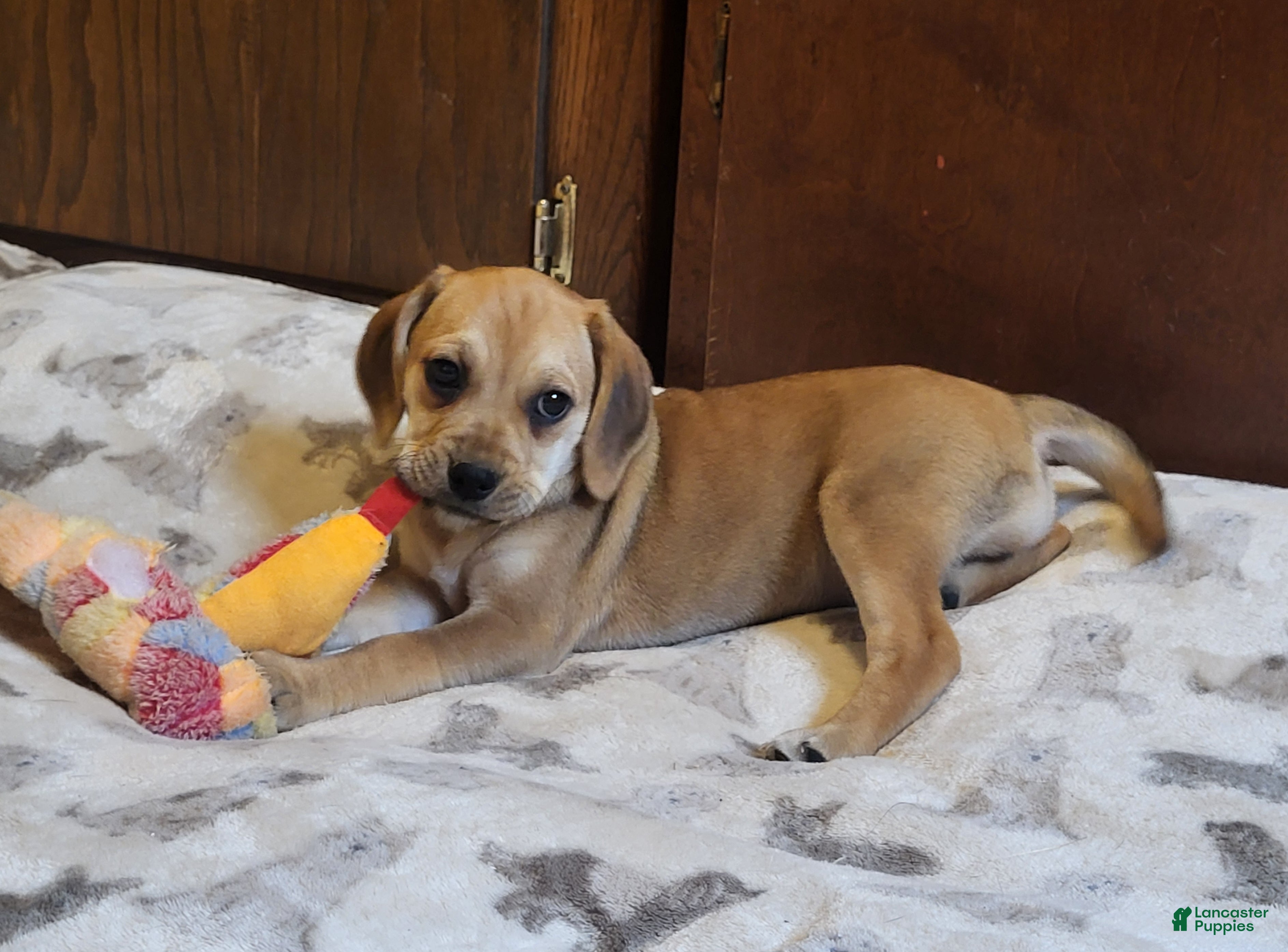 Puggle dogs Dixie - Ad 2