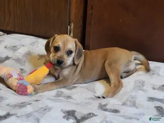 Puggle dogs Dixie - Ad 14