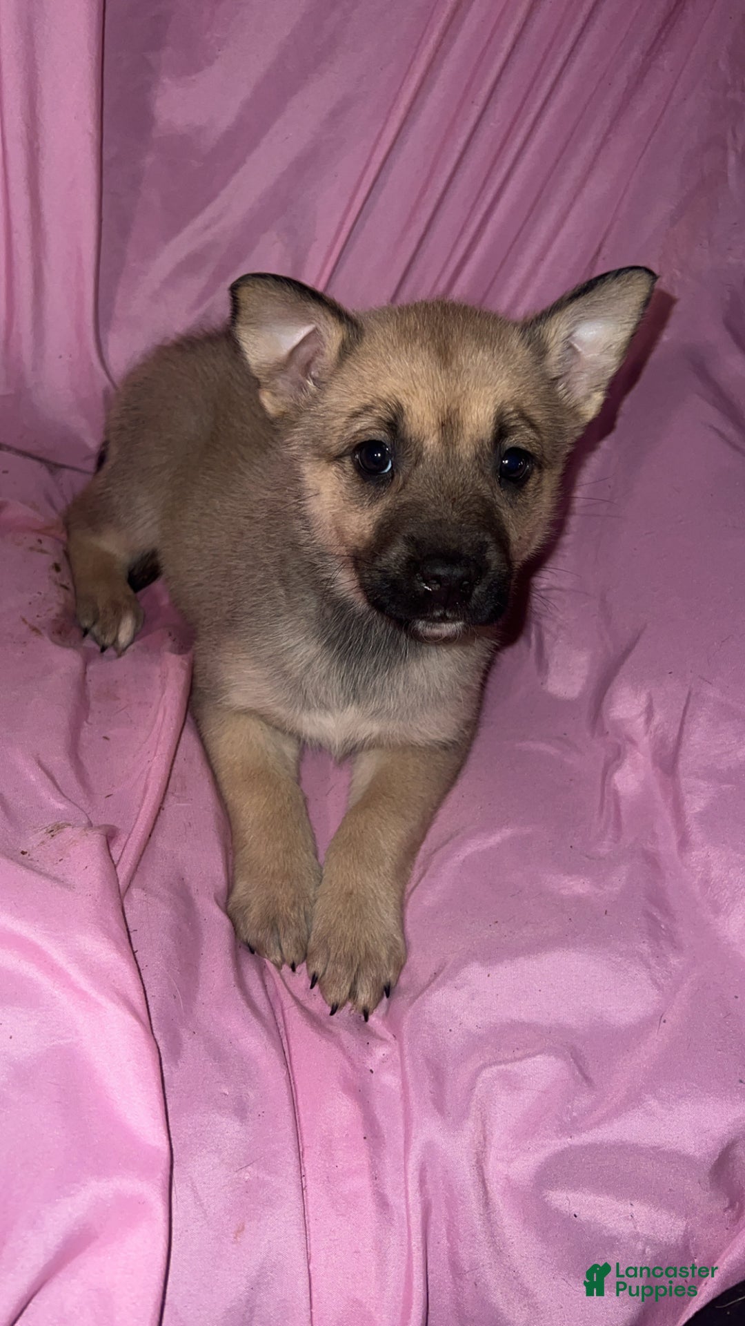 Mixed Breed dogs for sale: Girl 4 - Ad 4