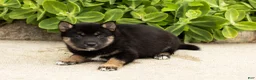Shiba Inu dogs for sale: Lila  - Ad 4