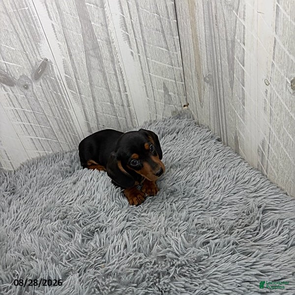 Miniature Dachshund dogs Cassie - Ad 2