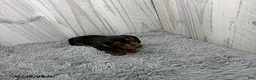 Miniature Dachshund dogs for sale: Cassie - Ad 2