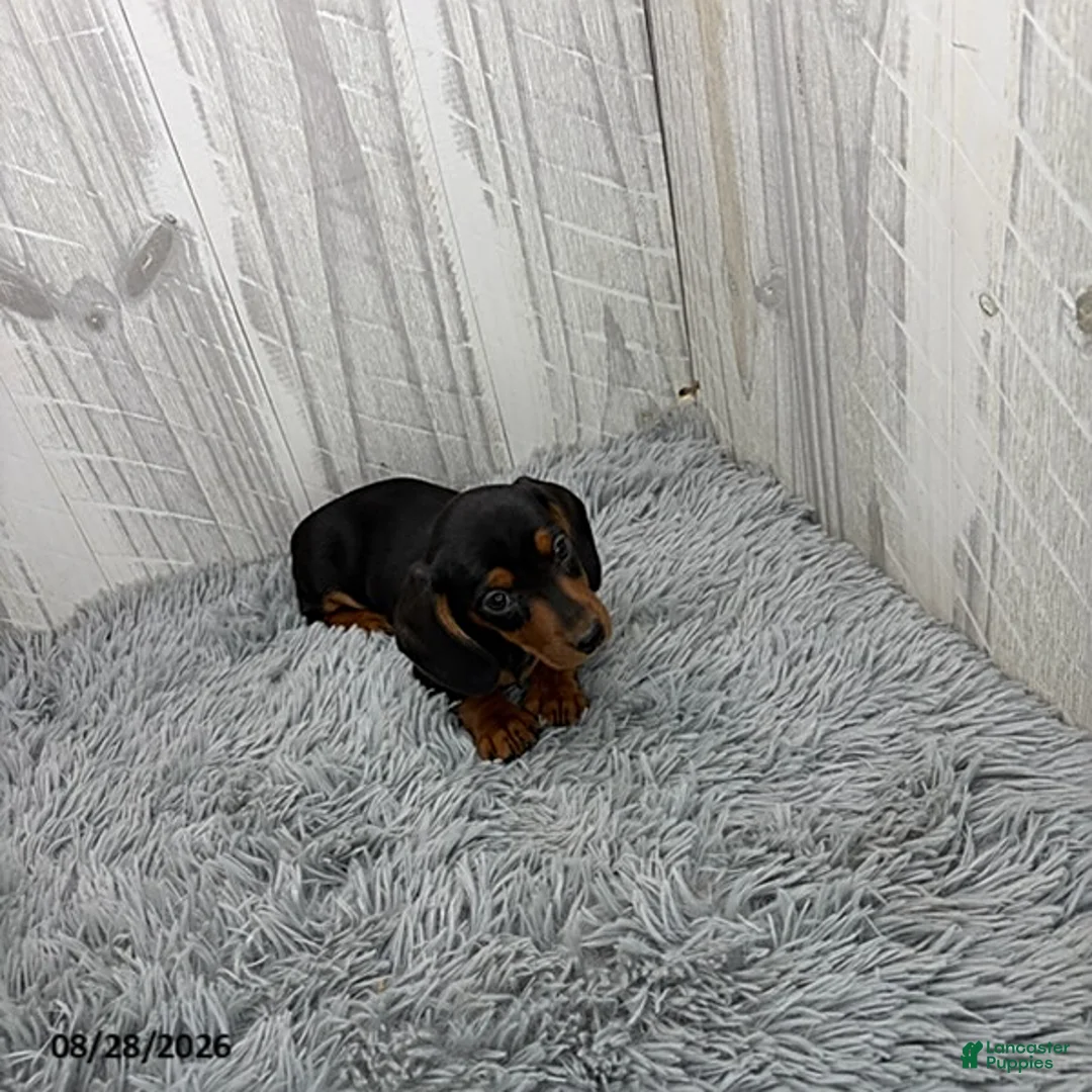 Miniature Dachshund dogs for sale: Cassie - Ad 2