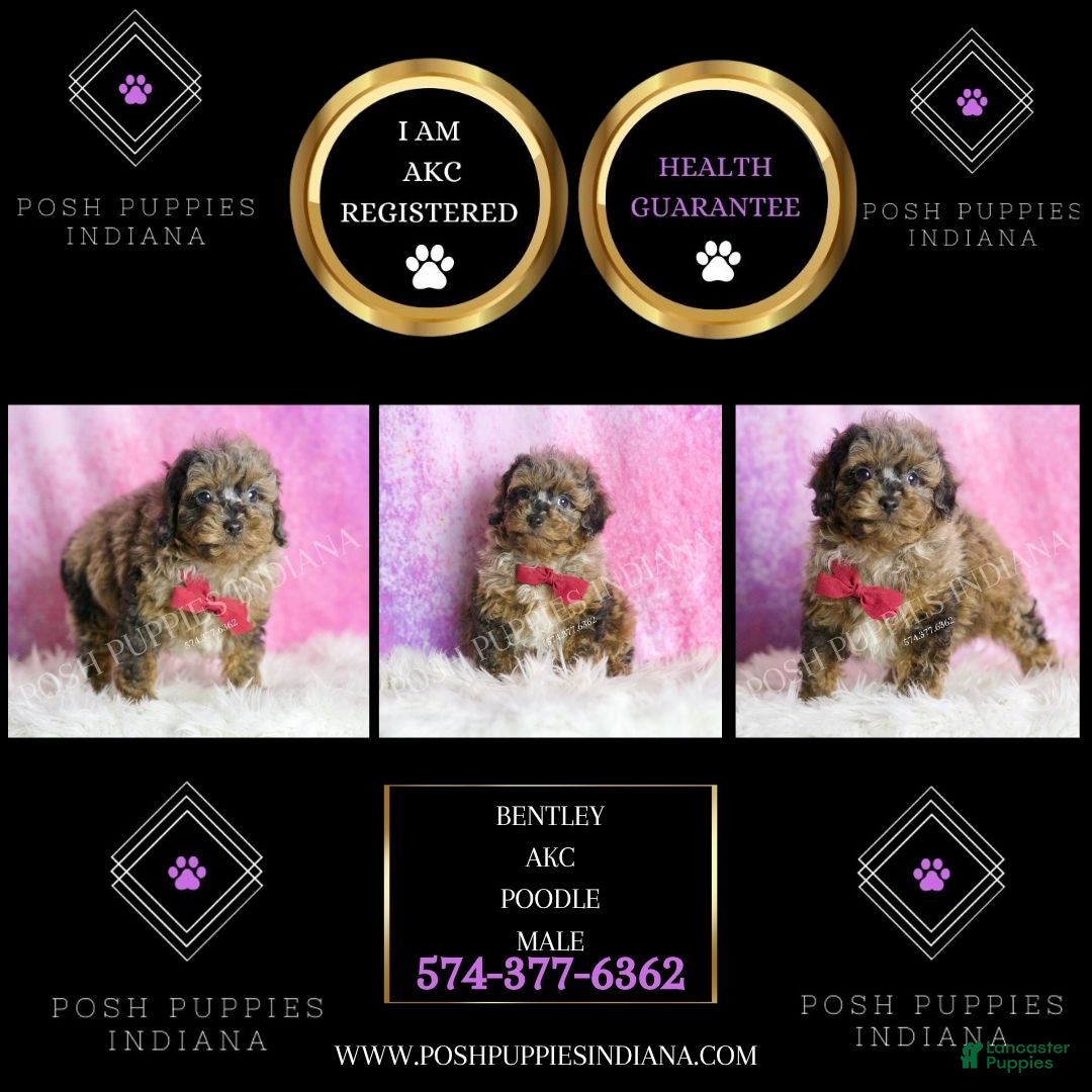 Toy Poodle dogs for sale: Bentley - Ad 2