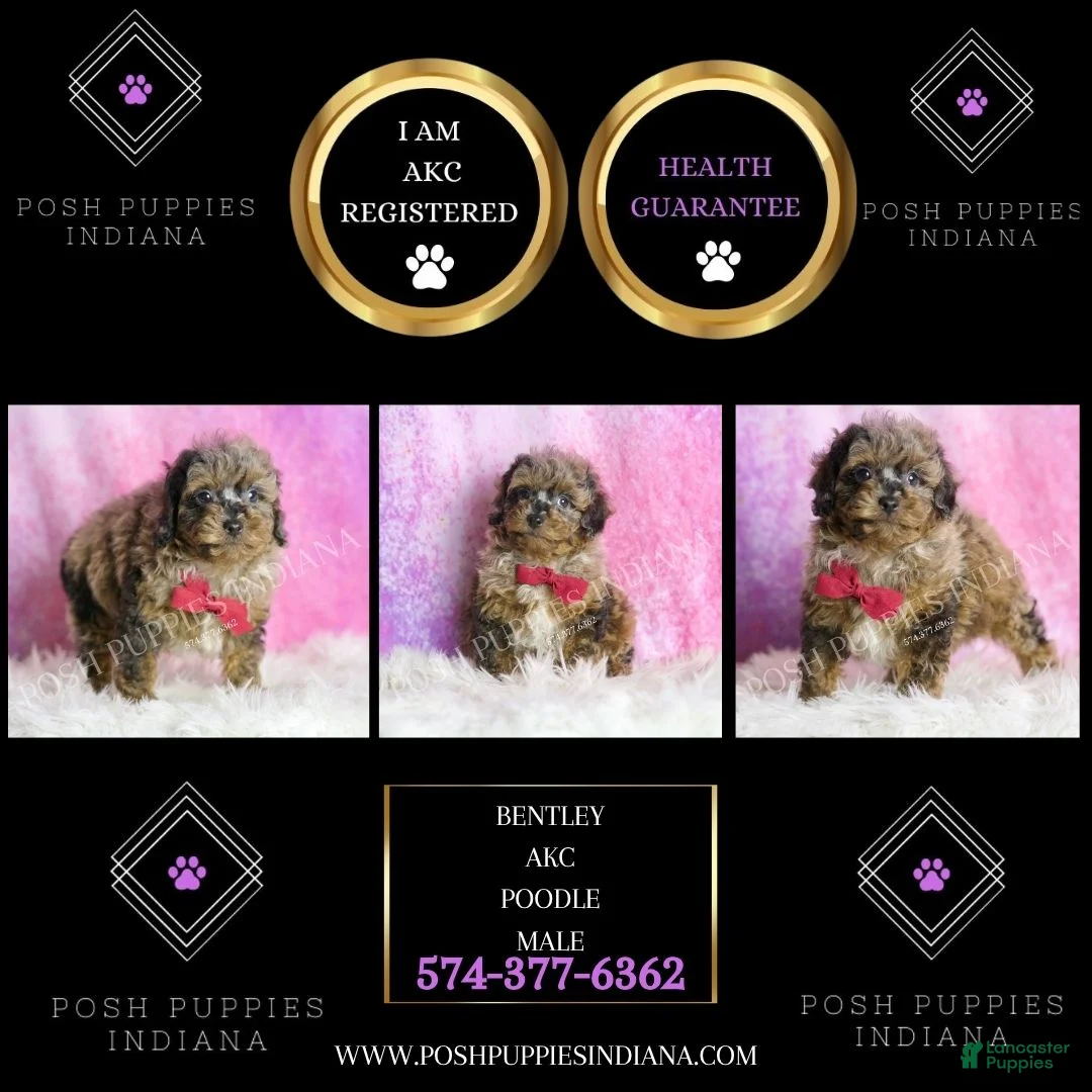 Toy Poodle dogs for sale: Bentley - Ad 2