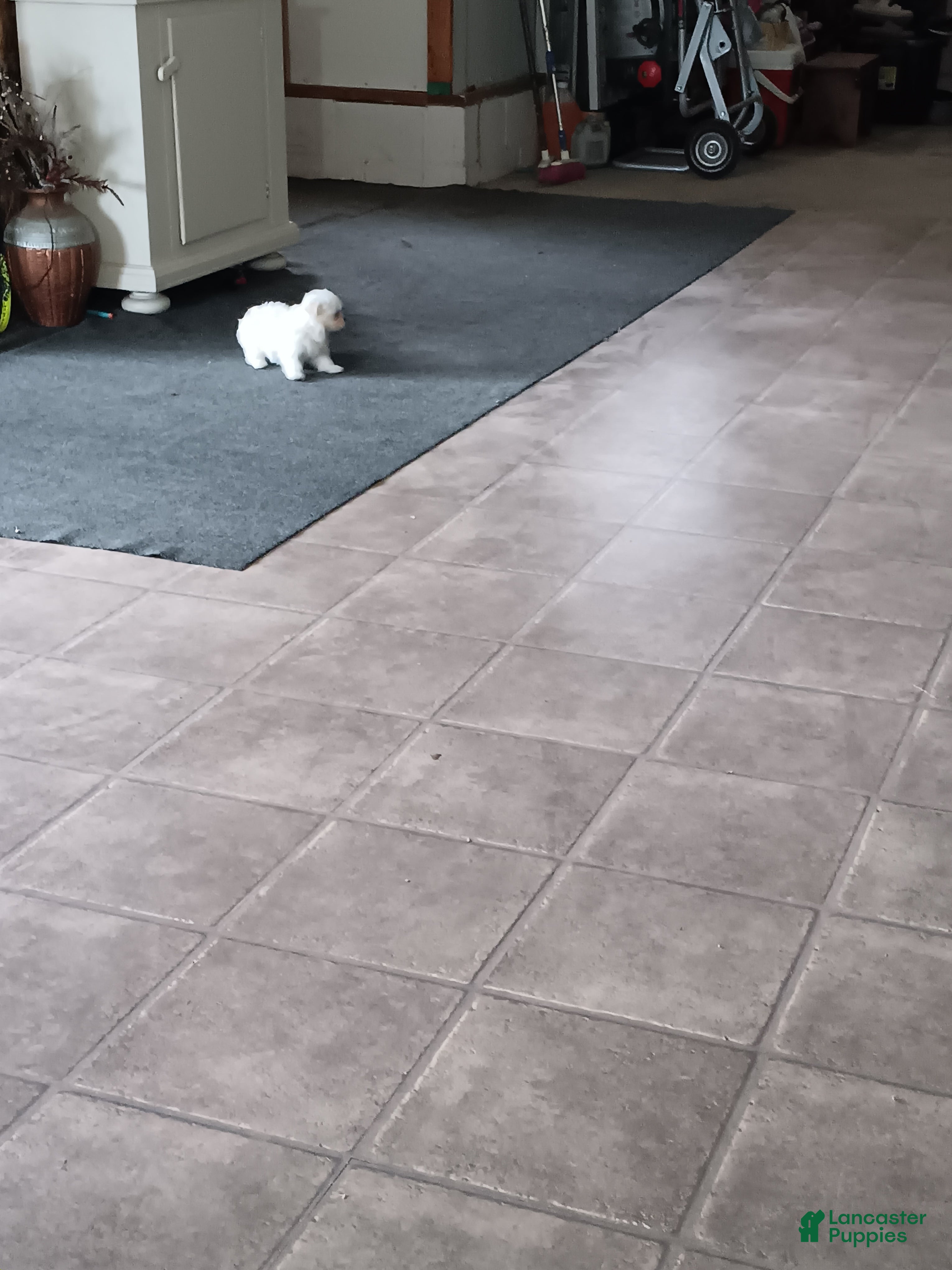 Maltese dogs  Puppy 3 - Ad 1