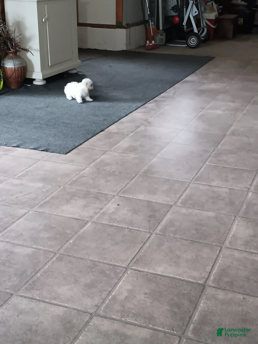 Maltese dogs for sale:  Puppy 3 - Ad 1