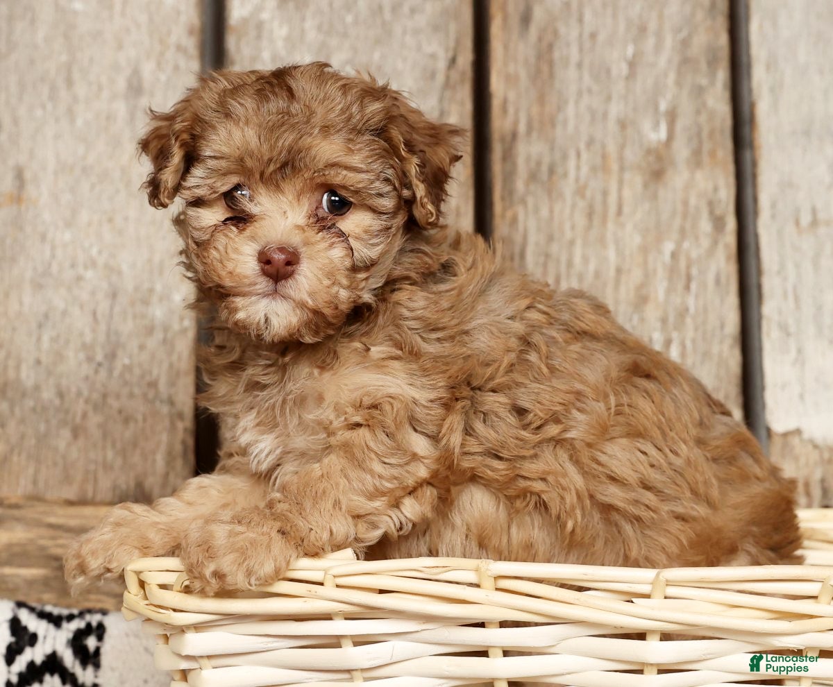 Havapoo dogs Sophie - Ad 9