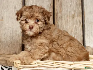 Havapoo dogs Sophie - Ad 9