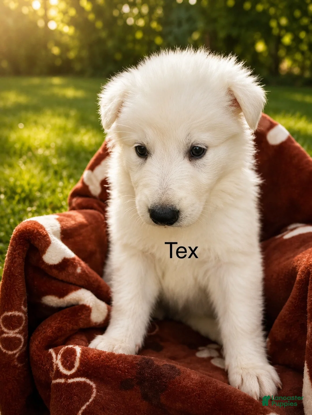 German Shepherd dogs for sale: Tex - Ad 1