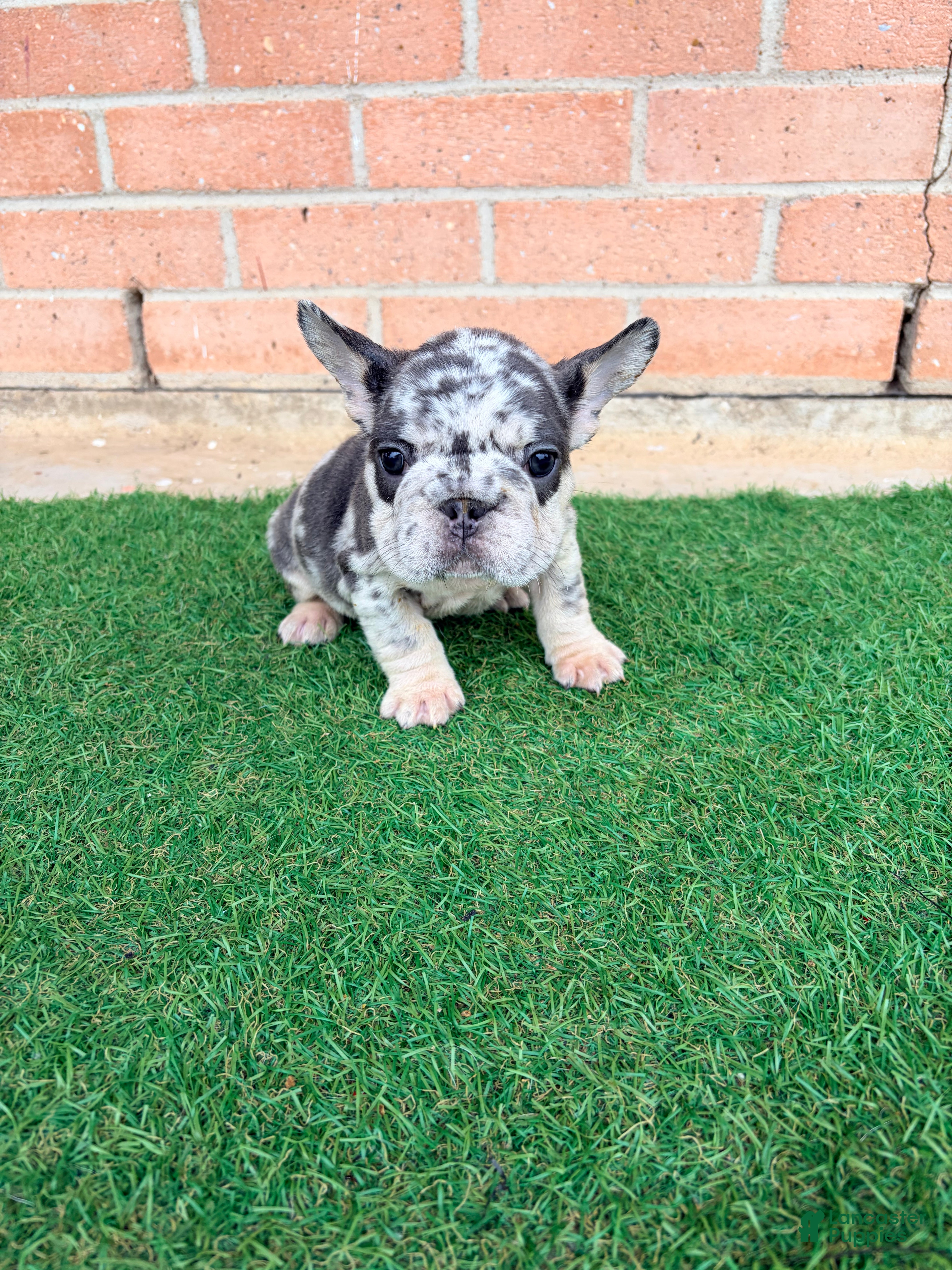 French Bulldog dogs KROSS - Ad 22
