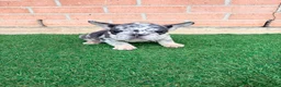 French Bulldog dogs for sale: KROSS - Ad 1